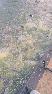 22K views · 90 reactions | See how many fish are in the pond. | Amazing collection | Facebook