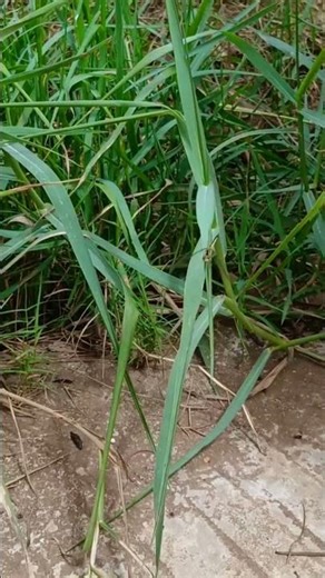 129.Daily Life of Insects Up Close, Dragonfly