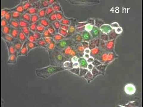 Colorimetric visualization of the cell cycle