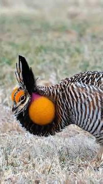 Wonderful sounds of beautiful creatures🥰 #youtubeshorts #shorts