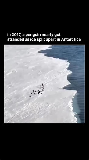 science | facts | nature | In 2017, a breathtaking yet unsettling moment unfolded in Antarctica when a massive sheet of ice began to split apart, leaving a group of... | Instagram