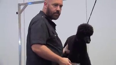 51K views · 694 reactions | Poodle - Clean Feet and Face | Dog grooming demo by Jonathan David | Groomer TV | Facebook