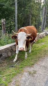 311K views · 9.4K reactions | Locul asta este plin de energie. Priviți peste ce am dat | Asta-i România | Facebook