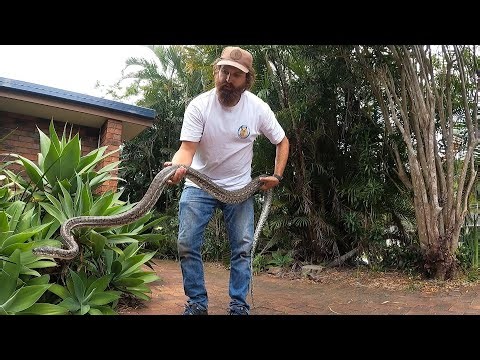 Relocating carpet pythons | Australia's snakes
