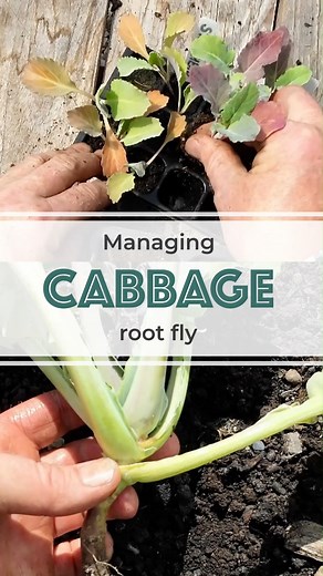 15 reactions · 4 comments | Managing Cabbage Root Fly Cabbage root...