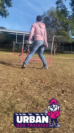 26 reactions |  Meet the Stars of our Beginners Agility Course! ...