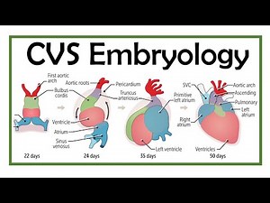 Cardiovascular Embryology Key Facts | Dr Asif Lectures