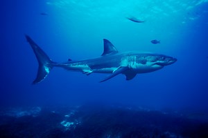 Sharks Aren’t Silent Killers After All. Here’s What They Sound Like.