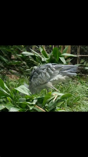 Shoebill stork 🦤 | The Shoebill World
