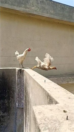 Aseel Morga or Murgi took a dangerous jump #aseelmurga #shorts #eagles #shortvideos #pets #birds