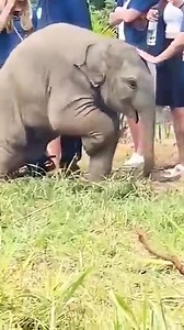 Adorable elephant Baby playing with human | World of Elephants