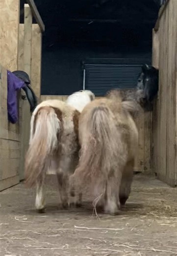 Sassy Mini Horse Playtime in Slow Motion