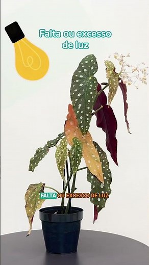 Moço da Cobasi, qual o problema da minha planta? #cobasi #plantas #jardinagem