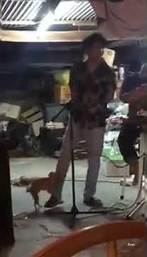 Dog humping a leg