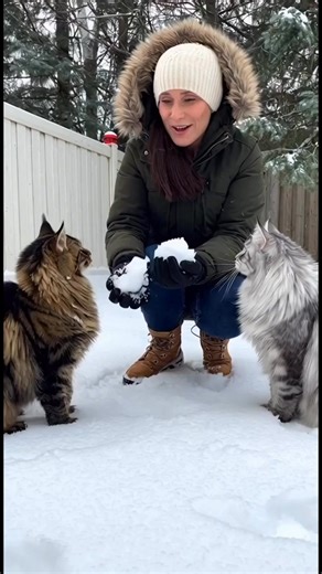 Carrie Thompson. Property Girl on Instagram: "❄️ Michigan snow days ❄️ with my Maine Coon kitties 🐈‍⬛🐾 out here living their absolute best winter lives 🌨️🌲 Big fluffy paws 👣 in fresh powder, long fur catching snowflakes ✨❄️, bright eyes 👀 locked in on every sound and movement 🔊. Pouncing, leaping, exploring 🐾💨 like tiny snow panthers 🐆 in a white wonderland 🤍. This cold air 🌬️, this quiet snow ❄️, this pure joy 🖤. Winter with them just hits different 🐈‍⬛❄️💫"