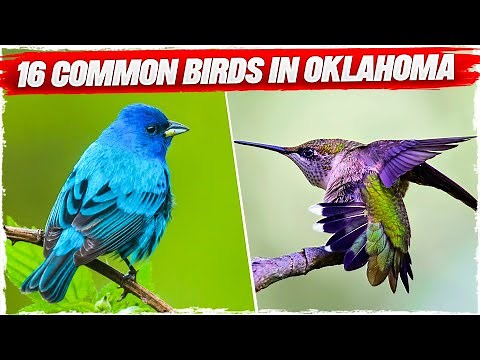 16 Common Birds in Oklahoma (with Pictures)