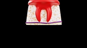 3d dental anatomy. 3d model animation on a black background