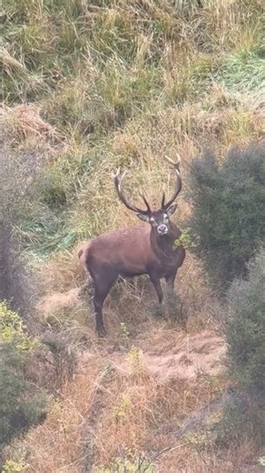 Red Stag Royalty - Lake Hawea Hunting #hunting #deer
