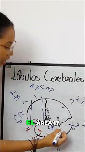 👉 ¿Qué hacen las áreas 17, 18 y 19 del cerebro? 🧠 (Explicado fácil)