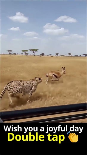 The moment a cheetah realized it's not the fastest anymore #wildlife #animals #chase