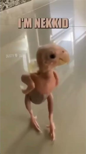 #funnyvideo#comedy#funnyanimals#funniestclips#youtuneshortvideo #funniestclips