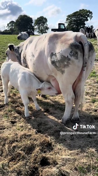 #sucklerfarming #sucklercows #britishblue #calf #bull #farmlife #yorkshire #prospecthouse #britishbluecattle #bullybully #farminglife #cow #milk