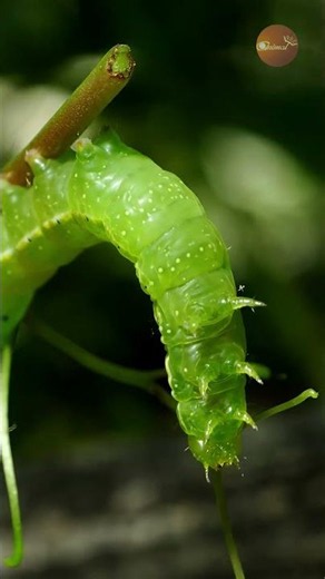 Incredible Close-Up of an Inchworm in Motion