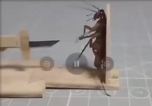 Cockroach Torture