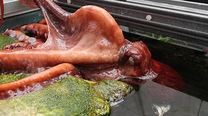490K views · 2.9K reactions | WATCH: Chicago's Shedd Aquarium has welcomed a giant Pacific octopus -- and invited guests to vote on its name!  bit.ly/3w3KqGD (Credit: Shedd Aquarium/Brenna Hernandez via Storyful) | FOX6 News Milwaukee | Facebook