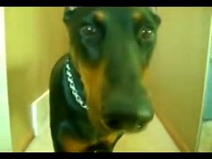 Doberman atack