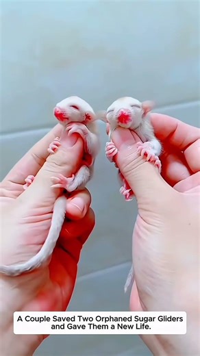 #animals #pets #pets #cute #possum #cute #possum #cuteanimals