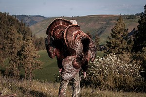 Getting Gobblers: Hunting the Rio Grande Turkey