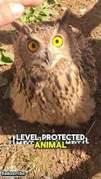 Protected Birds and Wild Bird Species You Should Know 🦅🐦