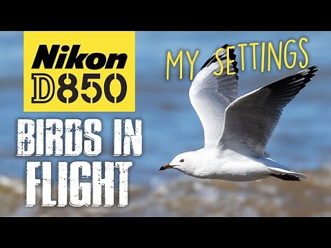 Nikon D850 | How I Photograph Birds In Flight | My Settings