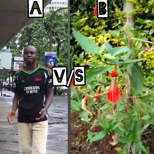 emoline_grand_dancer1 on TikTok