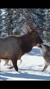 The Ultimate Team Takedown! 🐺🤝 #WolfPack