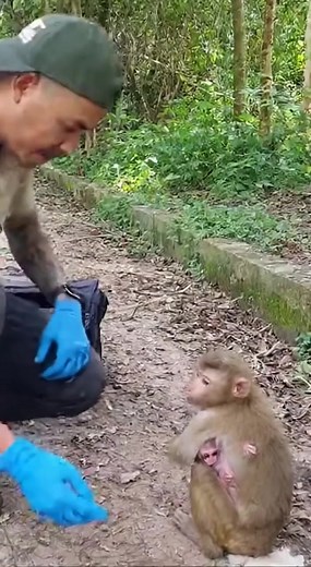 3.5K views · 63 reactions | Try to rescue poor abandoned mama monkey and her newborn | Monkey Videos | Facebook