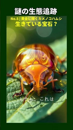 謎の生態追跡 No 5 生きている宝石？黄金に輝くカメノコハムシの変身