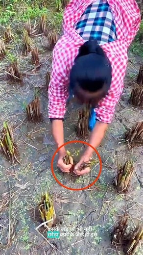 Searching for fish under the roots of paddy. #shortvideo