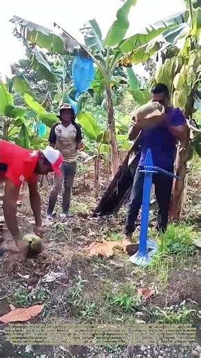 Cracking Coconuts Side by Side: How Skill Matches Modern Tools in Farm Work
