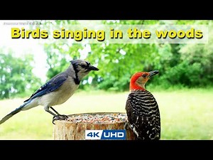 ASMR 4 HOURS of Birds Singing, No loop, 4K Bird Video, Digital Stress Relief Therapy, Cat TV, AW 047