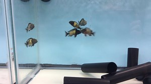 Tropheus moorii “Ikola Kaiser”........ | Reef To Rift Aquarium Store