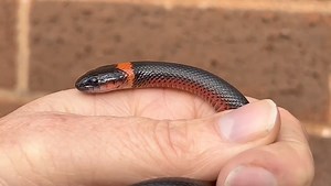 A very rare snake species, the Mussurana (Clelia clelia/Boiruna maculata). 🐍 The grandparents of these babies were wild caught from Uruguay. This gorgeous female is now ready to go to her new home. She is feeding on defrost mice pinkies. We also have a male available who is taking defrost mice pinkies wrapped in snake sloth. This was the first year of us hatching these & we can't wait to breed them this season... hopefully we may hatch some pieds also this season 🤞🏼 #mussurana #mussuranasnake