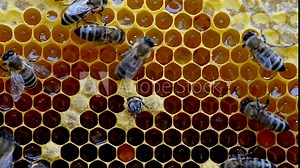 Birth of a new bee in a bee hive.