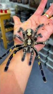 The COMPLETE lifecycle of a Tarantula!!!🤯😱 (P. Metallica)