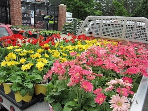 How to Grow Gerbera Plant Easy Way