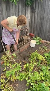 60K reactions · 2.6K shares | I love following Baba around with my camera, I’m always finding something new to film and memories to make Yeah, we just picked potatoes, but experiences like these make it all worth it ❤️ Notice how she makes her roast potatoes sound so simple but believe me when I say they’re the best damn potatoes you’ll ever eat! Crunchy on the outside, fluffy on the inside and with the best flavours (obviously since vegeta is used)  | Capaldo cooks | Facebook