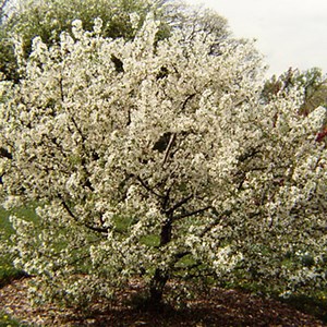 Sugar Tyme®Crabapple