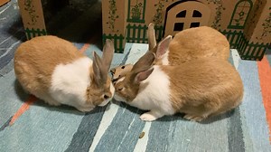 You can buy rabbit toys but you can also easily make your own from empty toilet paper rolls. Rabbits are intelligent and curious animals that benefit from engaging toys that keep them entertained. This TP roll toy is another option for feeding your rabbit her daily allotment of pellets or occasional ‘treats’. Just watch portions. Here’s a step-by-step guide on how to create this enjoyable toy for your bunny: 1. Cut several holes along the length of the tube that are large enough for the pellets 