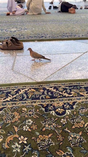 A beautiful bird in Masjid an Nabawi | Hadith of the Day